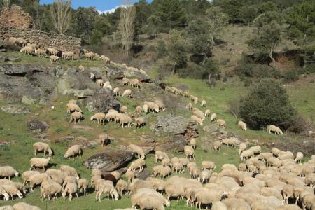 Un rebaño de ovejas en Villalvilla de Montejo